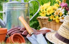 Gardening popularity – is it growing or declining?