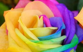 Rainbow roses: are they real?