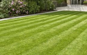 Real grass lawns versus artificial lawns