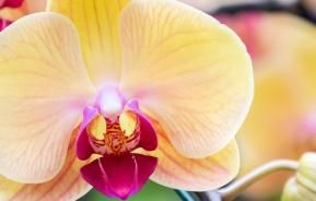 orchideeën kweken