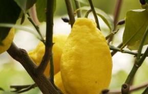 Appelsin-, og citrontræer