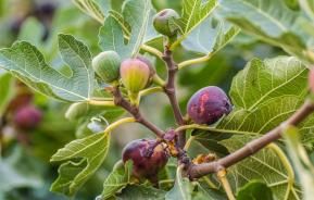 Des figues mûres et vertes dans la couronne de l'arbre du figuier