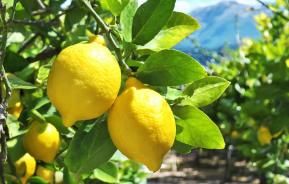 Des citrons mûrs sur des branches de citronniers poussant en pleine terre