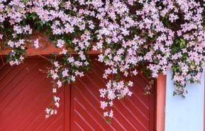 Des fleurs roses de Clematis Montana près du mur de la maison au-dessus des fenêtres et d’un portail rouge