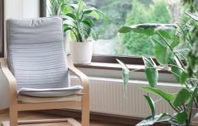 How to create your own indoor jungle with houseplants in the UK