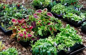 What is ‘hardening off’ of plants?