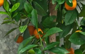 Apelsin- och citronträd