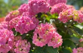 Comment lutter contre les cochenilles sur les hortensias