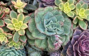 Caring for cacti, succulents and bonsai