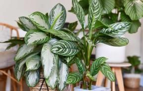 How to care for houseplants