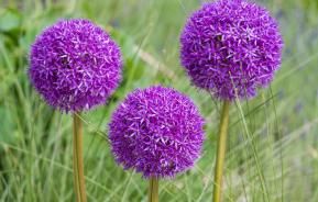 Caring for Alliums