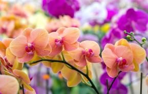 Engrais pour orchidées 250 ml SUBSTRAL