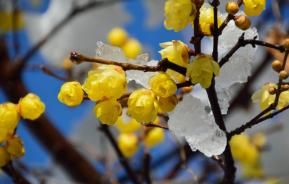 Wintersweet - Winter Flowering Shrub
