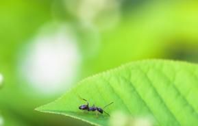 Mieren in de tuin kunnen schade berokken aan bloemen en planten