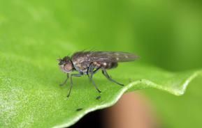 How to control fungus gnats in the home