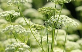 Zevenblad bestrijden – Combattre herbe aux goutteux - I Love My Garden