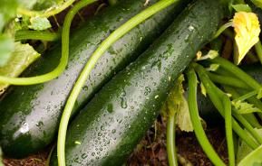 Courgettes growing