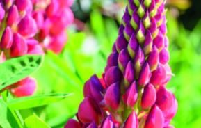 How to Grow Lupins 
