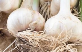 How to grow Garlic | Love the Garden