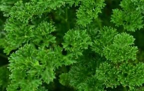 Parsley small