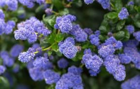 How to grow and care for Ceanothus