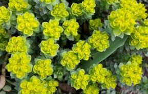 How to grow and care for Euphorbias