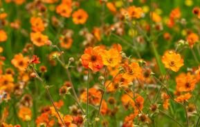 How to grow and care for Geums