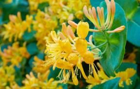 How to grow and care for Honeysuckle