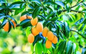 How to grow and care for mango trees