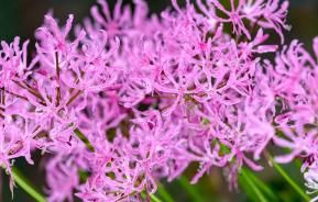 How to grow and care for Nerine bulbs