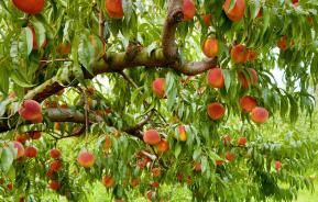 How to grow and care for peaches