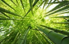 Bamboe kiezen, planten en verzorgen | Choix, plantation et entretien du bambou | I love the garden