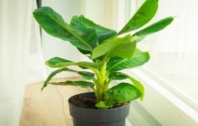 Bananenplant verzorging | Entretien des bananiers | I love the garden