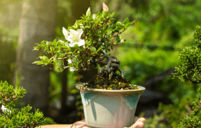 Jak uprawiać i dbać o drzewko bonsai