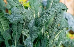 How to grow and care for Cavolo Nero