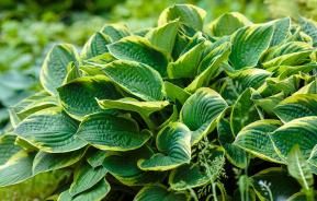 How to grow and care for Hostas