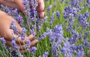 Lavendel planten – Planter lavande - I Love My Garden