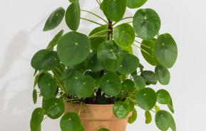 Pannenkoekenplant verzorgen - soigner pilea - Love the garden