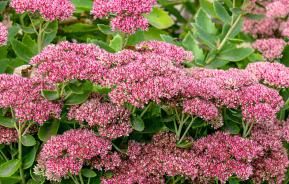 How to grow and care for Sedums | Love The Garden