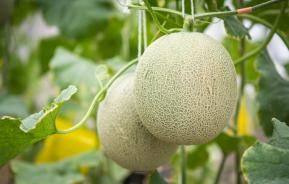 Conseils pour planter des melons 