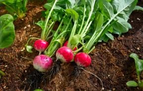 Conseils pour planter des radis