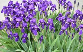 Comment planter des iris