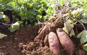 Plantation culture et récolte de la patate douce