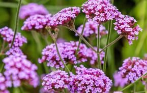How to grow and care for Verbena 