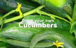 How to grow your own cucumbers | Love The Garden