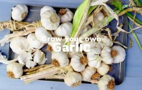 How to grow your own garlic | Love The Garden