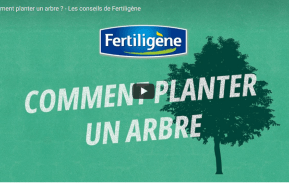 Comment planter un arbre 