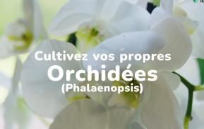 Cultivez vos propres orchidées