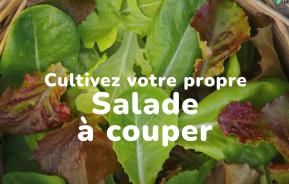Cultivez votre propre salade à couper