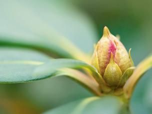 Rhododendron – Pflege